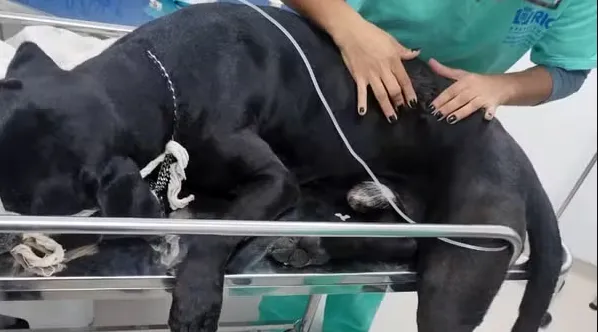 Scooby foi atingido na lombar e passou por cirurgia para retirada da bala