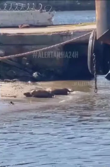 Duas capivaras são flagradas 'relaxando' na beira da Baía de Guanabara