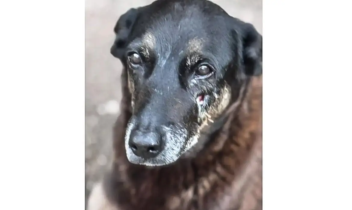 Cão foi atacado quatro adolescentes na Praia Brava