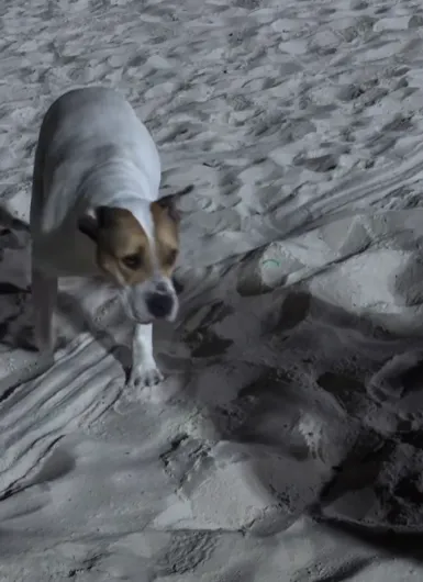 O animal foi resgatado e levado para uma clínica veterinária, onde passará por avaliação