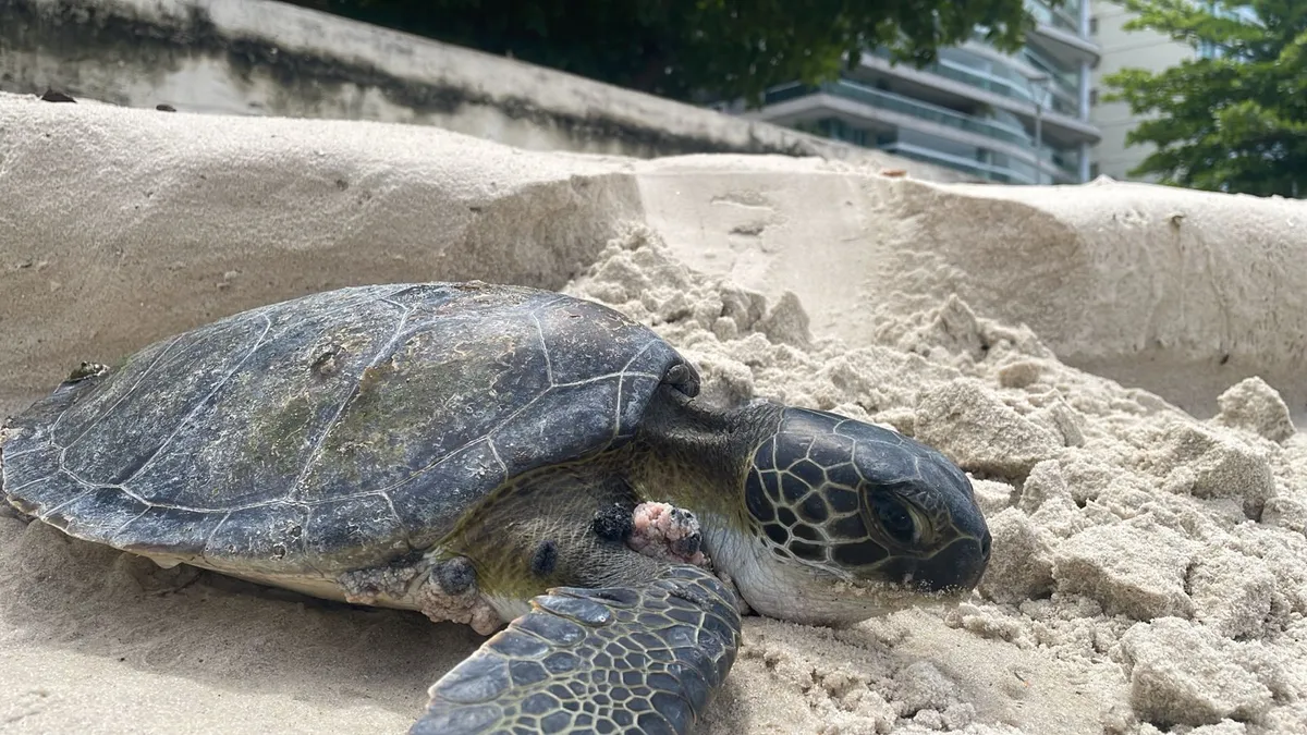 O animal foi encontrado na areia da Praia de Icaraí