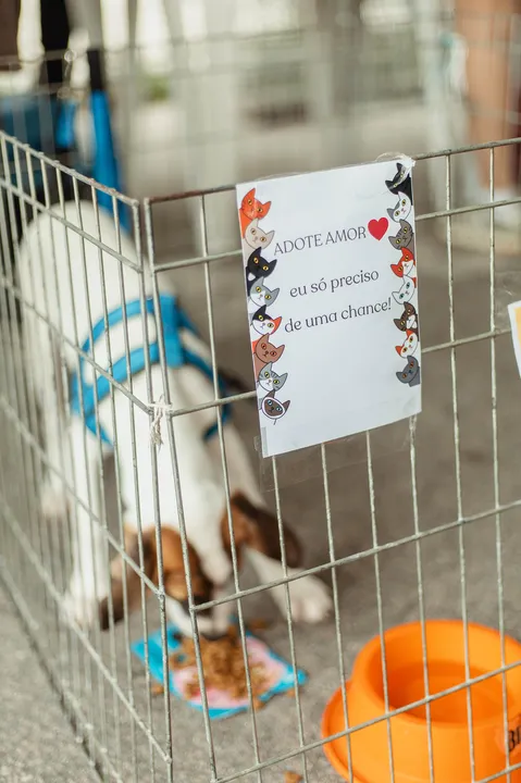 Durante a iniciativa, 33 animais resgatados das ruas ou disponibilizados por cidadãos ganharam um novo lar