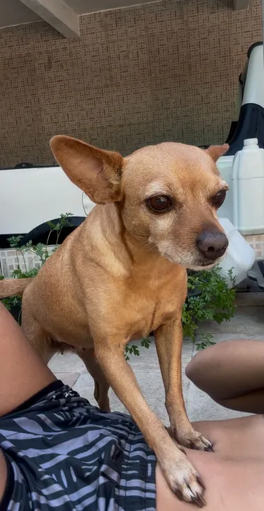 Mel é uma pinscher fêmea, cor caramelo, pequeno porte e assustada