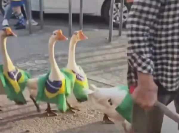 Os animais foram vistos andando em fila enquanto usavam a bandeira do Brasil