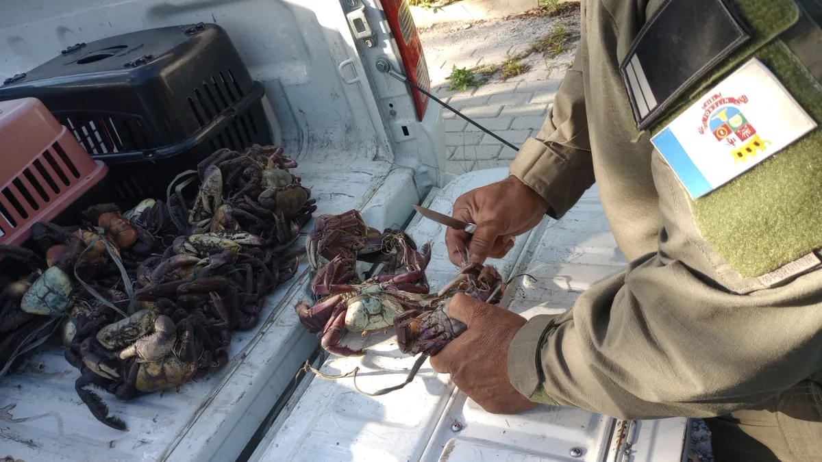 Durante a fiscalização, os animais foram encontrados amarrados pelas patas