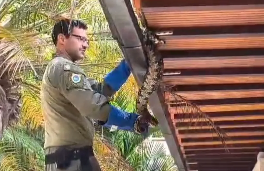 Os agentes encontraram uma jiboia de aproximadamente 2 metros