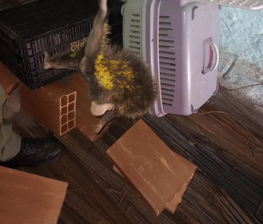 Após o resgate e avaliação, o animal foi levado para uma área de proteção ambiental