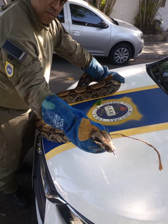 Cobra resgatada na Região Oceânica de Niterói