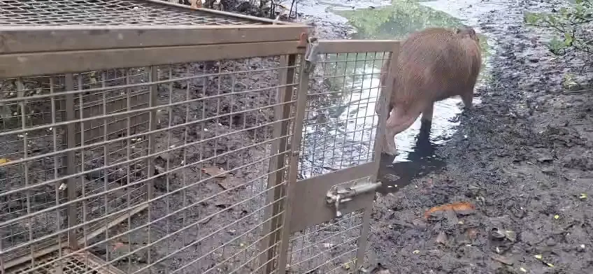 Após a captura, o animal foi reintegrado ao seu habitat natural, em uma área de preservação ambiental em Itaipu, na Região Oceânica