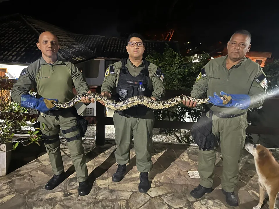 Jiboia de mais de 2 metros foi resgatada em uma casa no Engenho do Mato