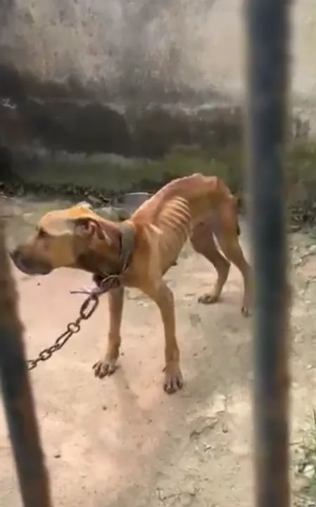 Ele estava preso às grades de um canteiro por uma coleira de ferro