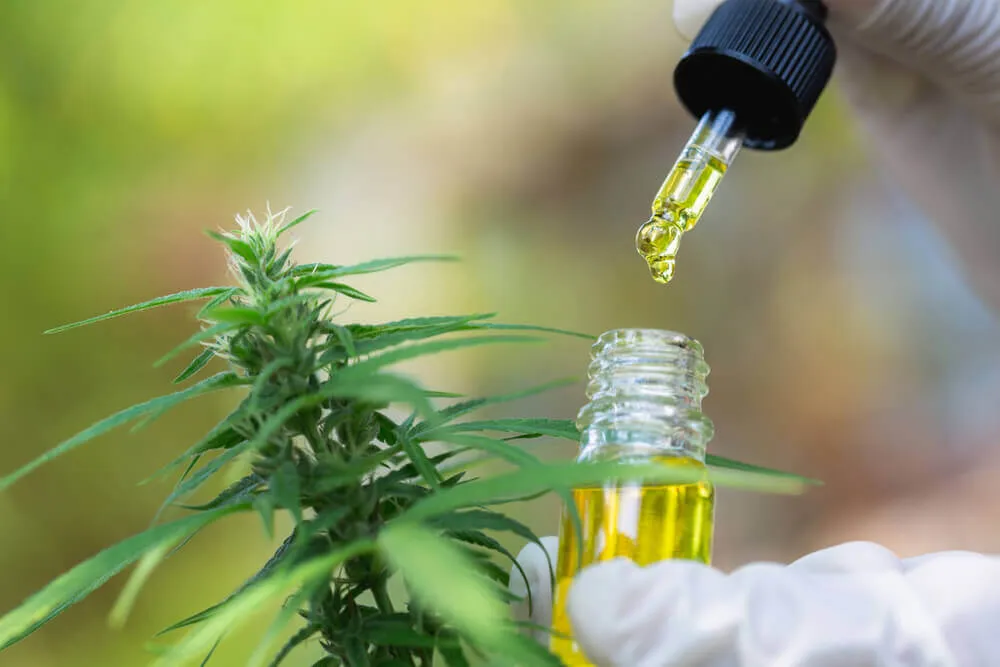 Atualmente, a importação de cannabis medicinal é o principal mecanismo de acesso para pacientes no Brasil