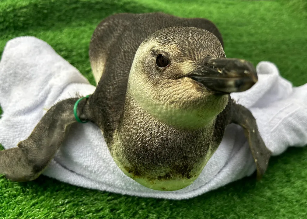 As aves estavam encalhadas nas areias de praias de Búzios, Cabo Frio e Arraial do Cabo e foram levadas para o Centro de Reabilitação e Despetrolização (CRD)