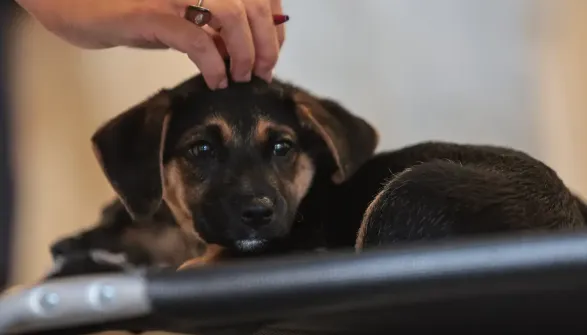 A norma estabelece regras, inclusive, caso não haja acordo