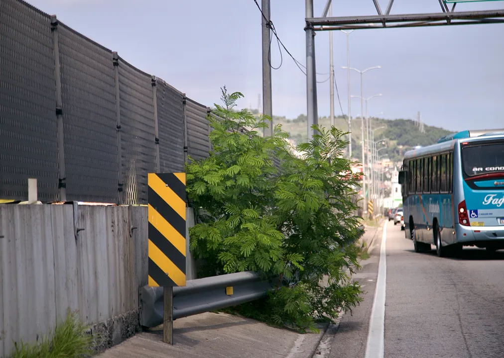 Motoristas enfrentam dificuldades ao trafegar pela BR-101 e pela Avenida do Contorno, onde lixo espalhado, mato alto e até uma árvore no canteiro comprometem a segurança nas vias