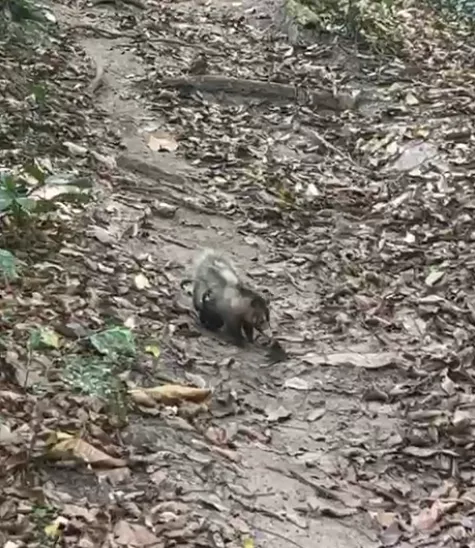 A Coordenadoria reforça que, ao avistar um animal silvestre, a população não deve tocar nem tentar capturar