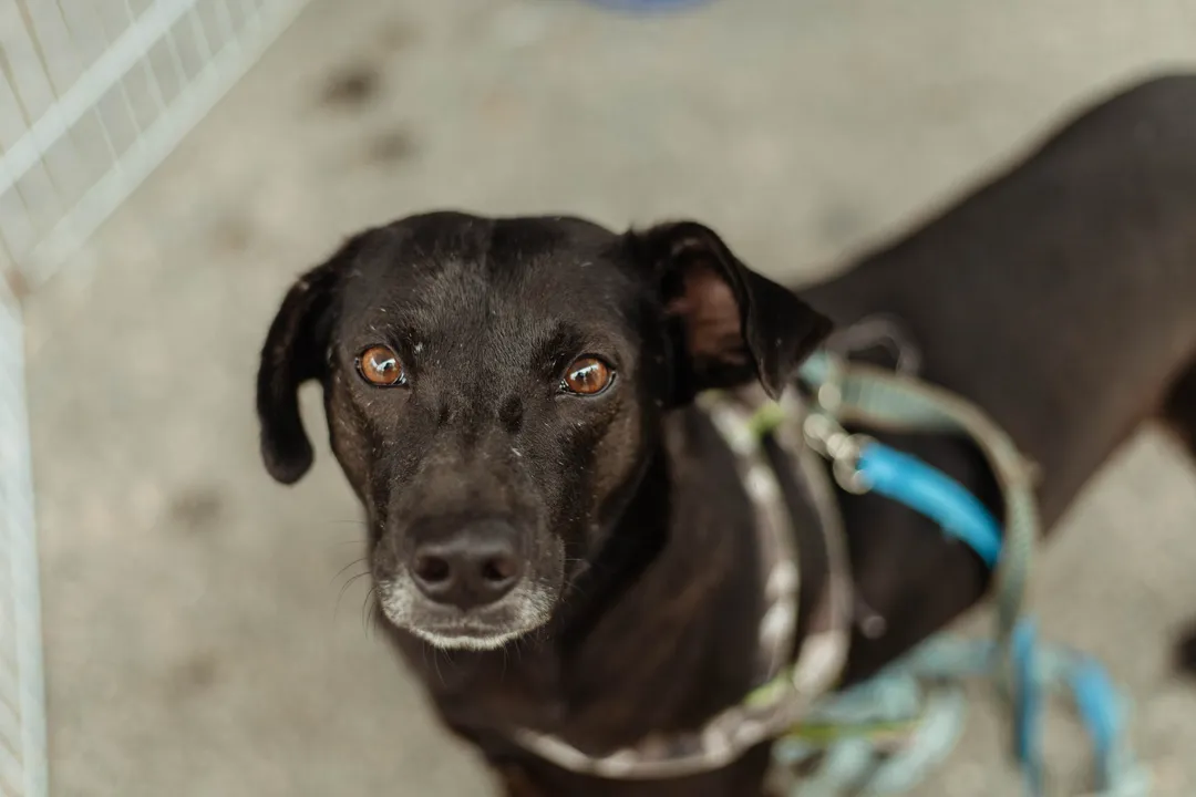 O projeto Castração Solidária promove a castração de cães e gatos para moradores de Maricá de forma totalmente gratuita