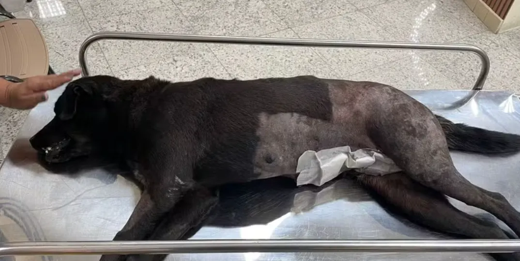 Desde setembro, a Secretaria de Proteção e Defesa dos Animais já socorreu 12 animais baleados