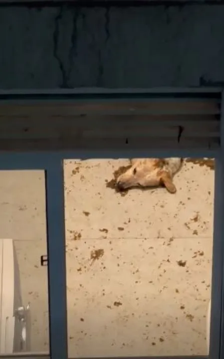O animal foi deixado sozinho durante todo o feriadão