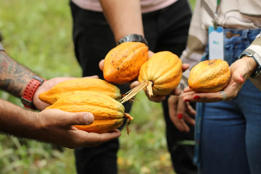 A Companhia Maricá Alimentos (AMAR) avança para uma nova etapa do projeto com o plantio experimental de cacau no município