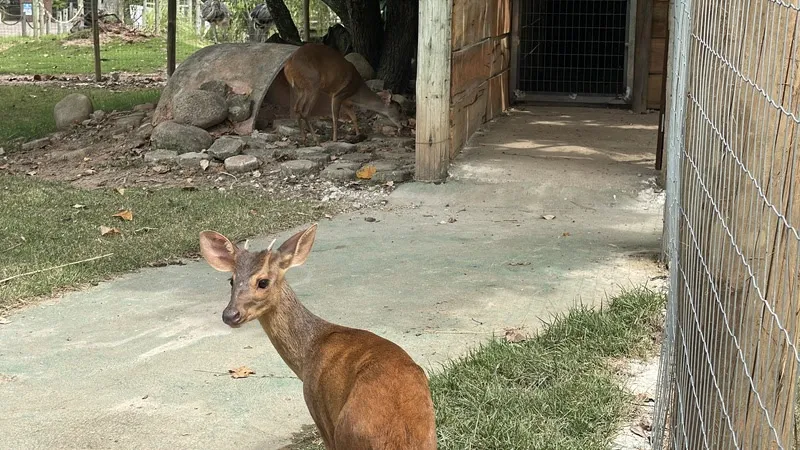 Localizado dentro da Quinta da Boa Vista, o BioParque do Rio abriga cerca de 650 animais de 124 espécies distribuídos em 56 recintos