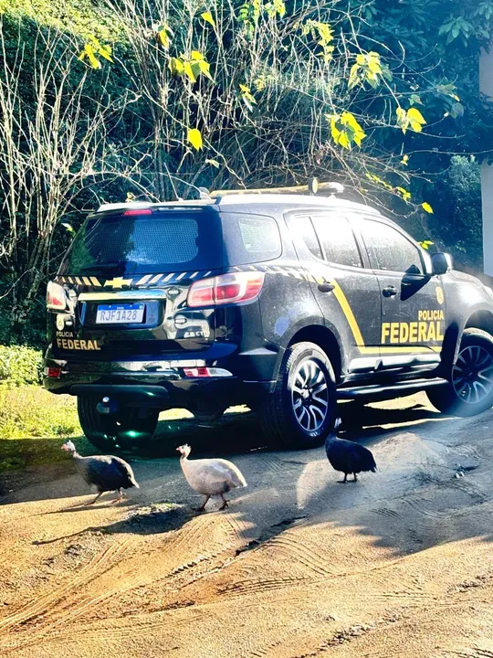Ação investiga esquema de tráfico e maus-tratos a animais silvestres