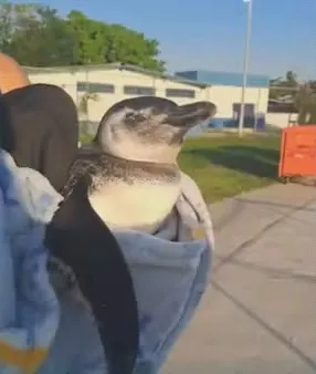 Pinguim é encontrado no Piscinão de Ramos