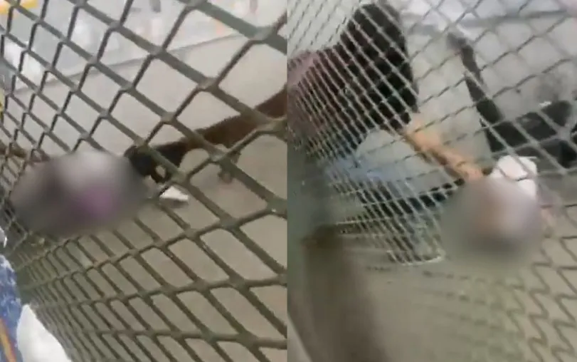 Pitbull ficou agarrado à perna de uma aluna do Ciep 210, em Belford Roxo