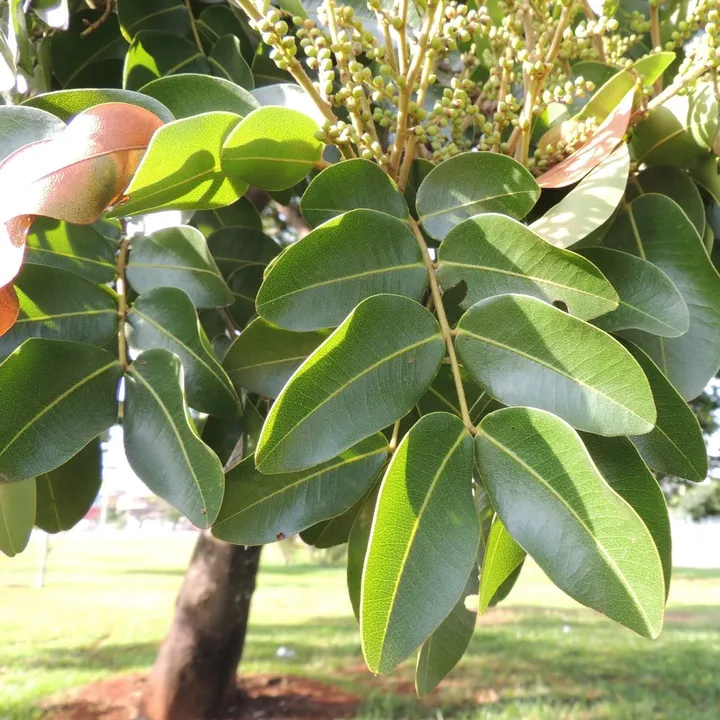 Folhas da copaíba