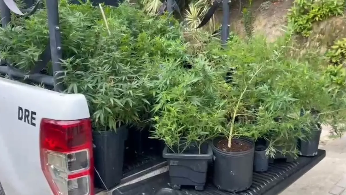 Casal foi detido durante operação da Polícia, que apreendeu laboratório, equipamentos de cultivo e entorpecentes na casa da Vila Progresso