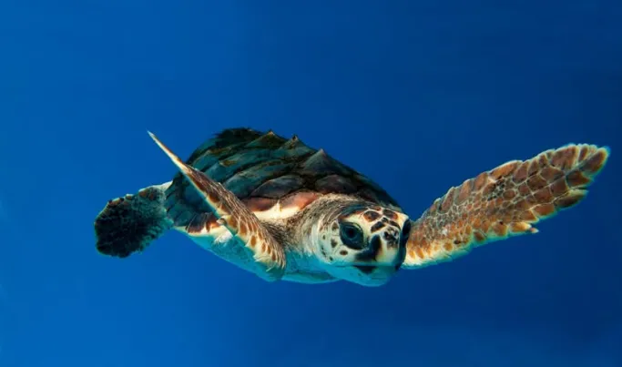 Biólogos estão estudando esse fenômeno com a ajuda de pescadores da região
