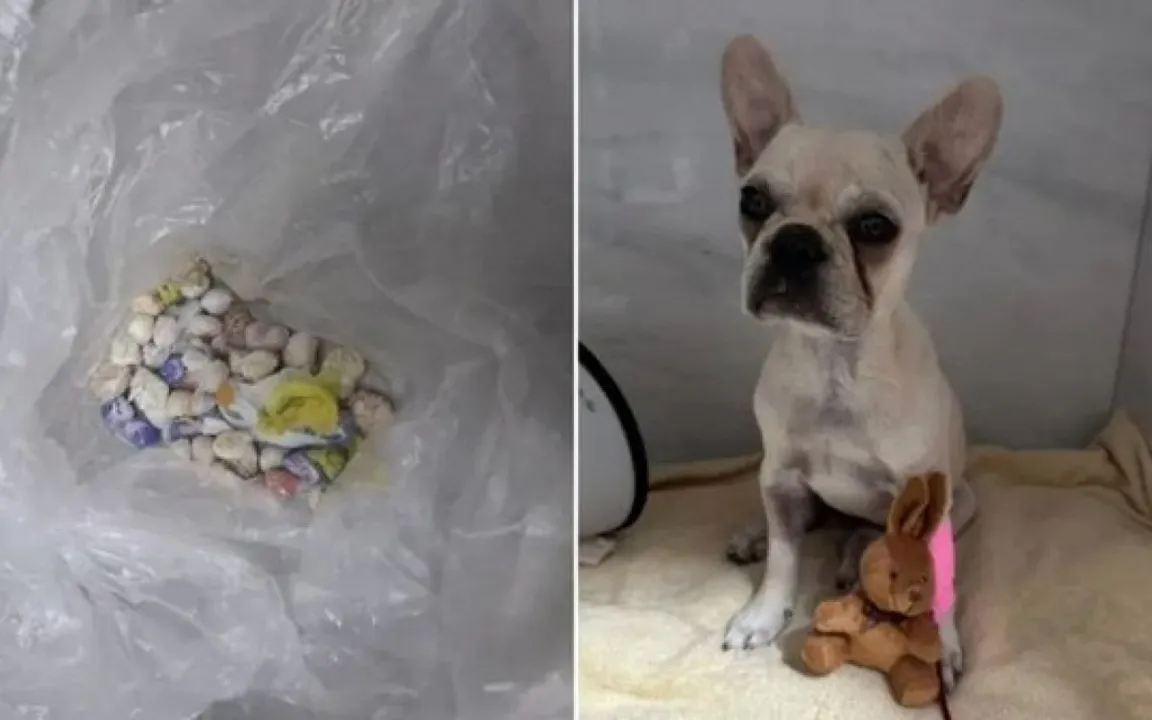 Cachorra está estável e recebeu microchipagem
