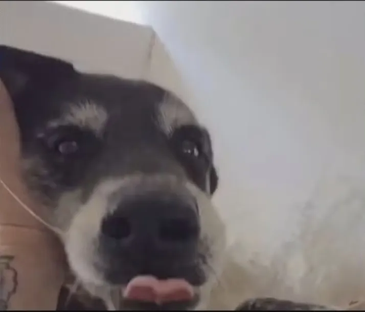 Cão Biriba morre por causa do estresse dos fogos de artifício