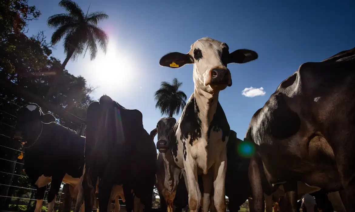 A União Europeia é um dos principais mercados para as proteínas animais brasileiras