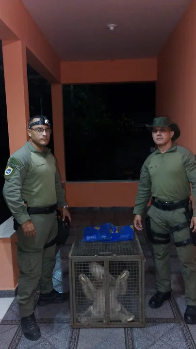 Uma preguiça foi vista por um morador do Rio d´Ourto, em Niterói.