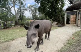 A anta já tem nome: público escolhe novo morador do BioParque do Rio