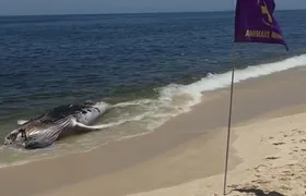 Baleia-jubarte é encontrada morta na Praia de Itaipuaçu, em Maricá