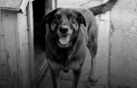 Cachorro Orelha: Um dos adolescentes envolvidos no caso não é mais considerado suspeito