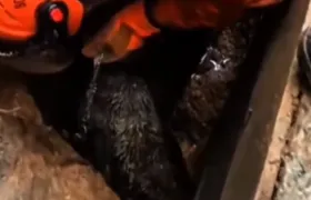 Cachorro é resgatado por bombeiros em Niterói