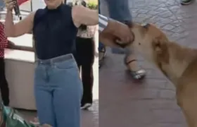 Cão tenta 'comer' ponto eletrônico de jornalista e diverte entrada ao vivo