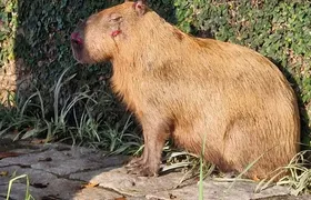 Capivara é agredida a pauladas por oito homens na Ilha do Governador