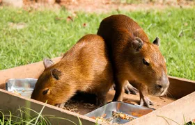 Capivaras resgatadas ganham nomes escolhidos pelo público no BioParque do Rio