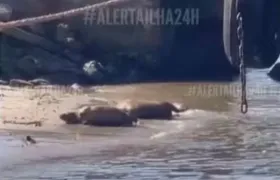 Capivaras são flagradas aproveitando dia de sol na beira da Baía de Guanabara