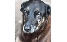 Caso Orelha: polícia pede internação de adolescente envolvido no crime