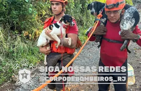 Corpo de Bombeiros RJ resgata quase 6 mil animais em 2026