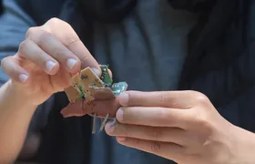 EAV Parque Lage inicia projeto “Fazendo Arte no Parque" neste domingo (11)