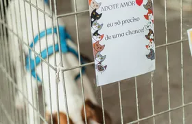 Em Maricá, mais de 30 animais resgatados ganham novo lar durante campanha de adoção