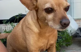 Família oferece recompensa por cachorrinha desaparecida em São Gonçalo