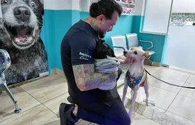 Festas juninas chegando! Fogos de artifício ampliam sofrimento de cães e gatos e preocupam veterinários; entenda