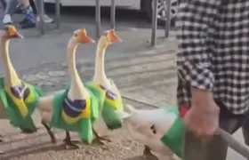 Gansos são flagrados andando em fila vestidos com a bandeira do Brasil